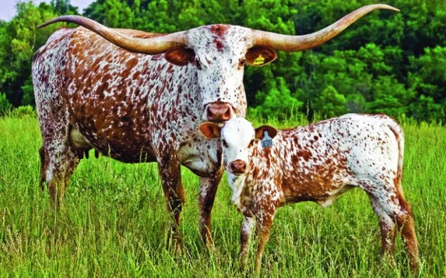 Texas longhorn cow and calf standing in green pasture